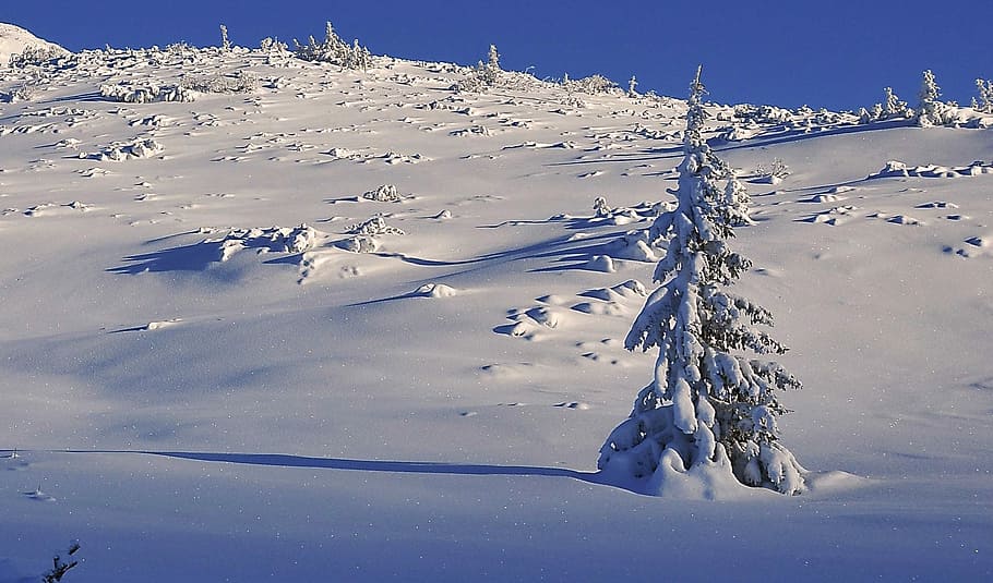 冬, 雪, 木, 覆われた, 雪に覆われた木, スプルース, ビール, 新鮮な雪, 照明, 側面