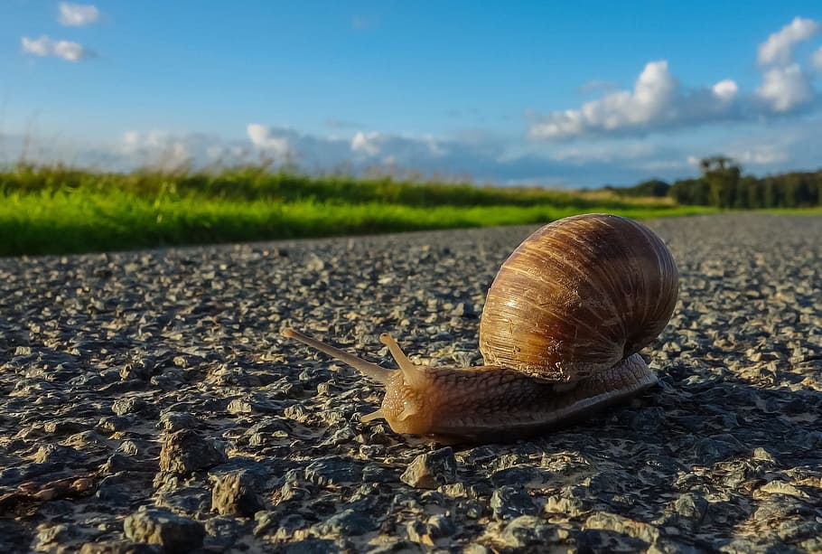 snail, road, nature, animal, brown, animal world, slimy, mollusk, gastropod, invertebrate