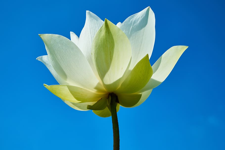 low, angle photography, white, lotus flower, flower, lotus, leaves, plant, nature, macro