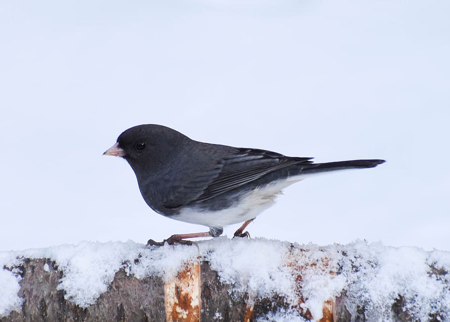 bird, dark-eyed junko, snowbird, full-profile, snow, cold temperature, winter, vertebrate, animal, animal themes