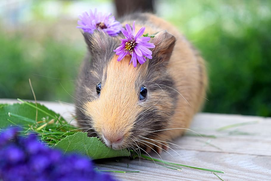 guinea pig, pet, animal, cute, small, sweet, pig, cavy, guinea, nature