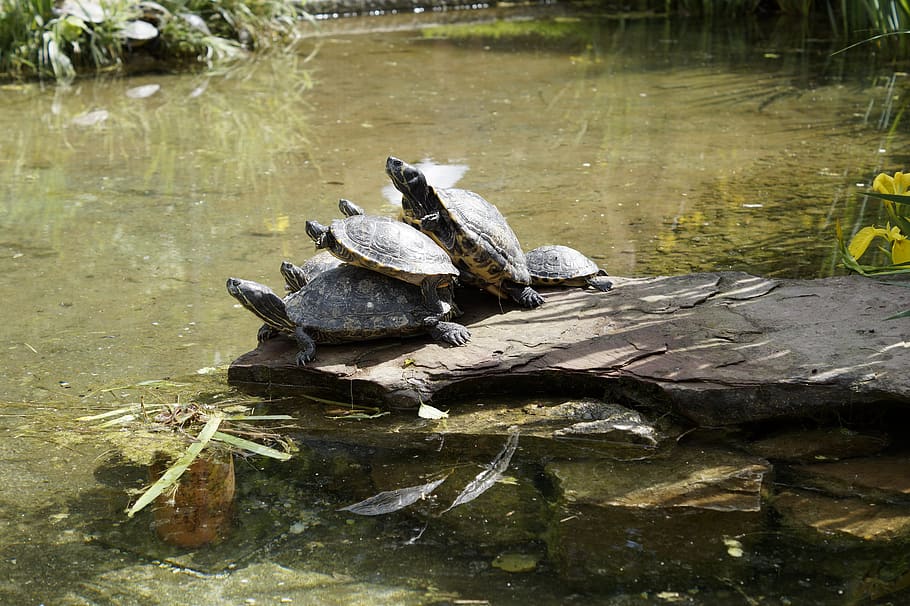 turtles, bask, on the water, on the shore, many, stack, water, animal, reptile, animal themes