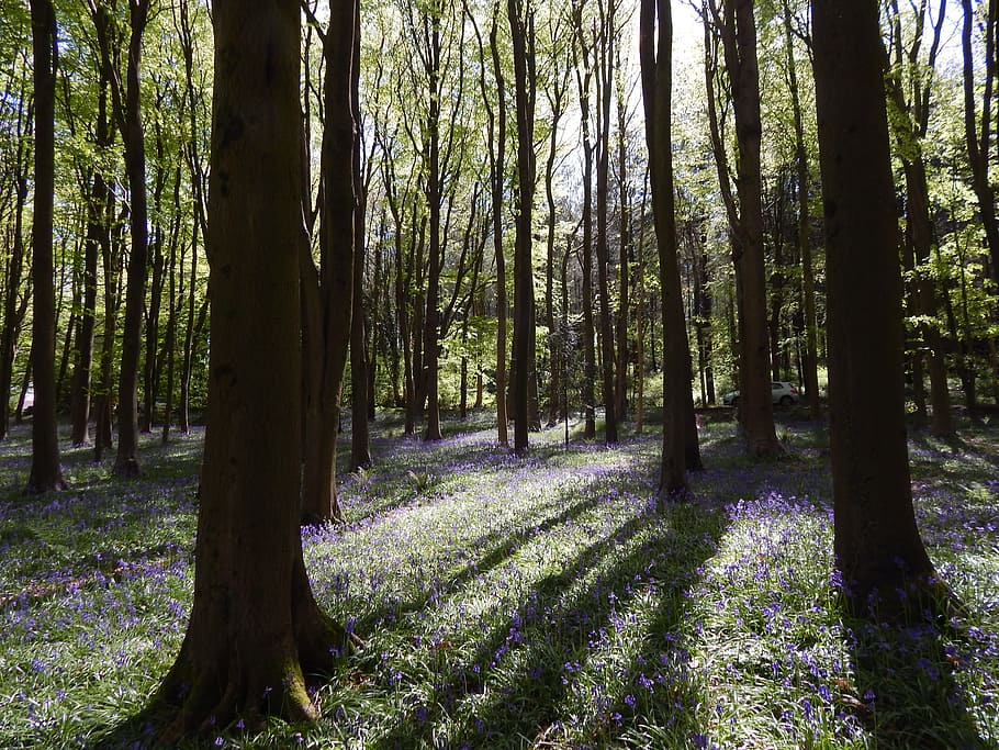 photograph of woods, bluebell wood, flowers, springtime, idyllic, bloom, bluebell, forest, rural, countryside