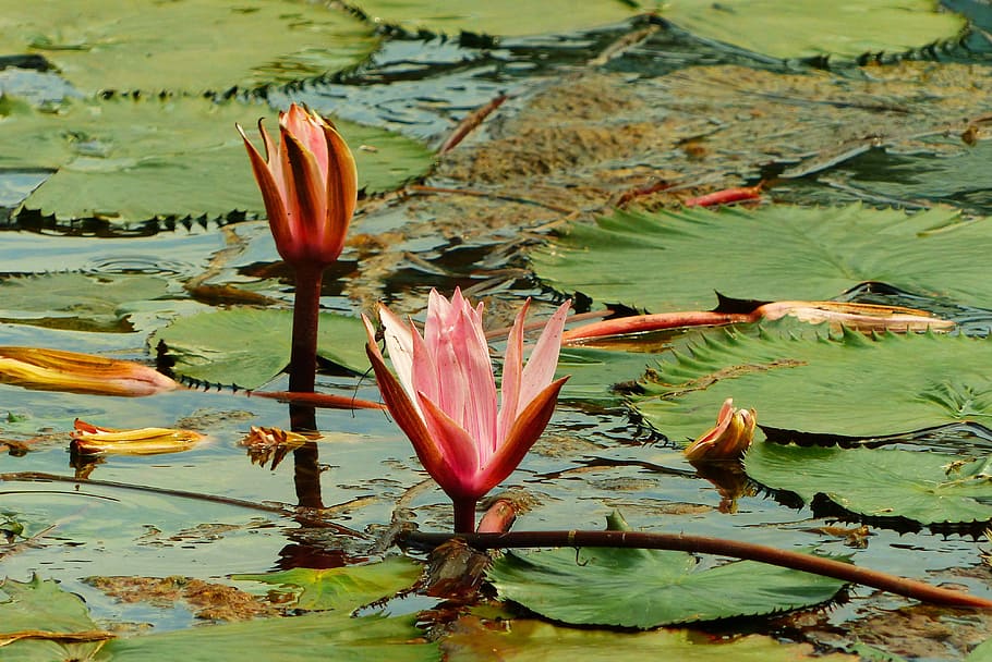 two pink waterlilies, heviz, hungary, thermal spring, spa, water lilies, purple, aquatic plant, blossom, bloom