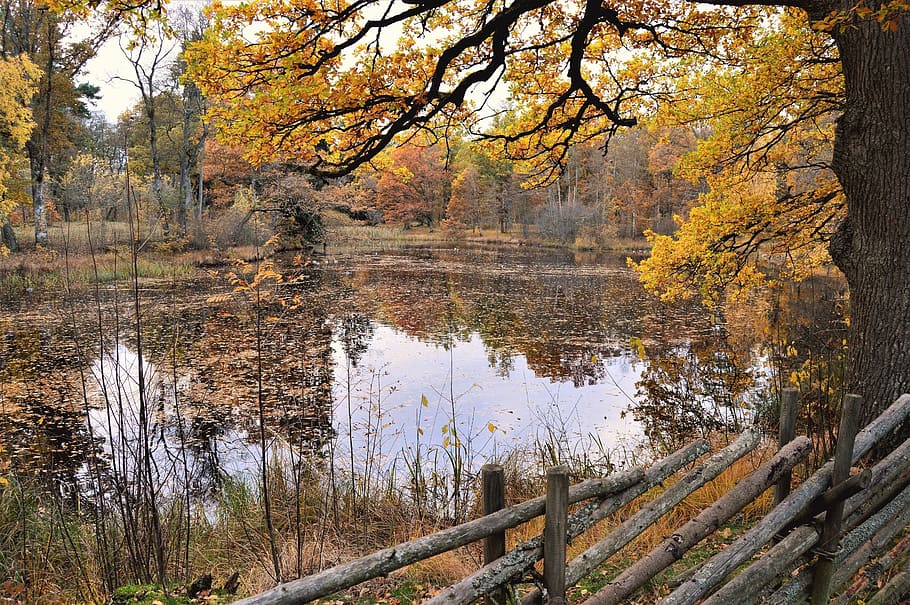 울타리, 집 밖의, 가을, 스웨덴, 자연, 숲, 나무, 풍경, 물, 호수
