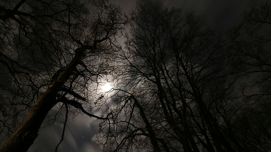 moonlight, forest, night, background, full moon, mood, contemplation, silhouette, kahl, atmosphere