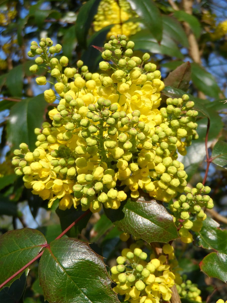 mahogany, flowers, yellow, grow, plant, nature, seed plant, close up, bloom, green stuff