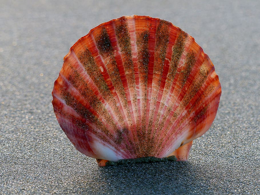 Scallop, shell, sea, sand, close-up, single object, red, nature, still life, natural pattern