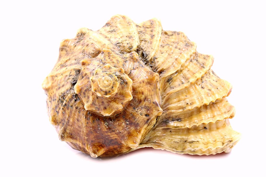beige seashell, shell, sea, rare, white, shells, background, single, seashell, marine