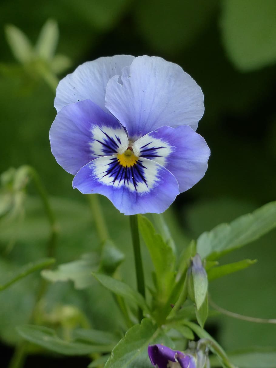 close-up photo, purple, white, pansy flower, pansy, blossom, bloom, blue, flora, flower