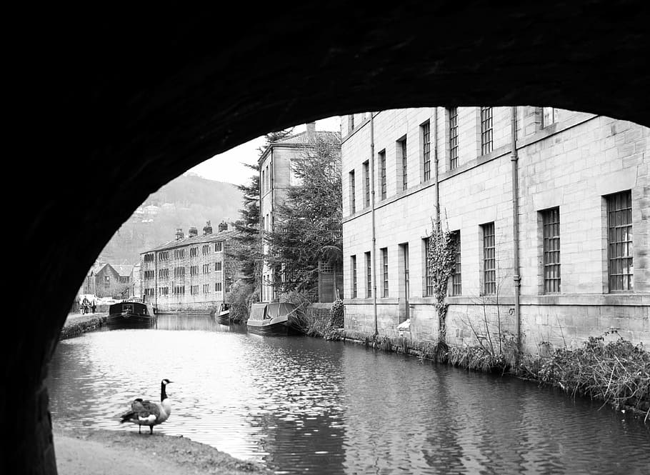 duck, standing, calm, body, water, concrete, buildings grayscale photo, river, grayscale, architecture