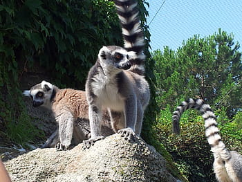 Page 2 Royalty Free Group Of Lemurs Photos Free Download Pxfuel