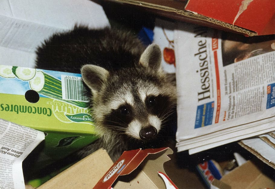 raccoon on box, please donate, coffee donation, paypal, please appreciate, raccoon, waste paper, garbage, invasion, pest