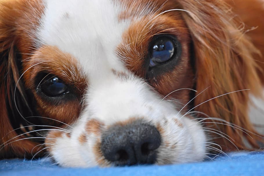close-up photo, cavalier, king charles spaniel, lying, blue, textile, dog, cavalier king charles, small dog, portrait