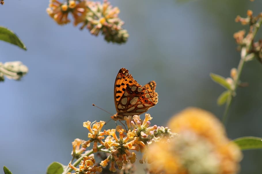 butterfly, flower, nature, insect, admiral, animal wildlife, animal themes, animal, plant, animals in the wild