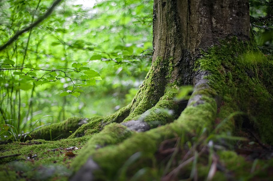 forest, root, tree, green, plant, moss, nature, blur, bokeh, growth