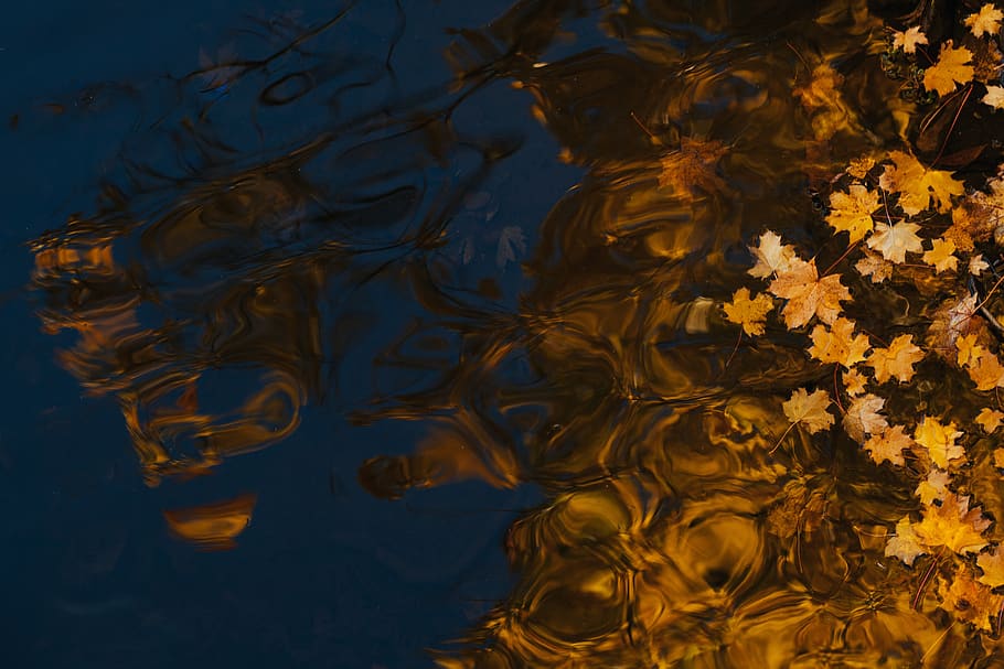 azul, água, folha, outono, reflexo, sem pessoas, natureza, planos de fundo, quadro completo, beira-mar