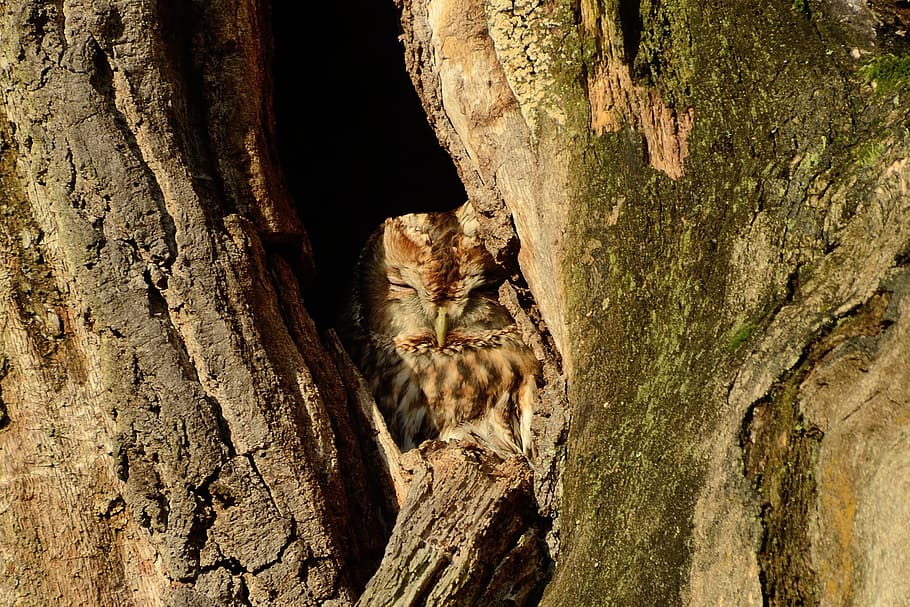 brown, insect, tree hole, owl, tawny owl, bird, tree cave, tree trunk, trunk, tree