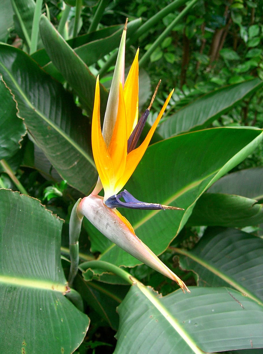 flower, bird of paradise, tropical, floral, exotic, garden, nature, plant, bloom, tropic