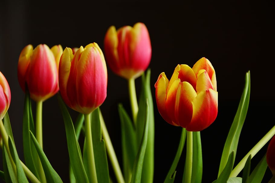 flores frescas del tulipán, fresco, tulipán, flores, naturaleza, flor, tulipanes, primavera, planta, estación