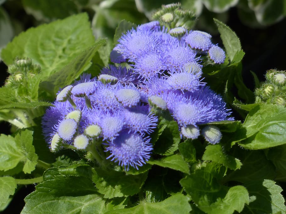 ageratum houstonianum, blueme, mekar, berkembang, biru, ungu, komposit, asteraceae, ageratum, leaflet