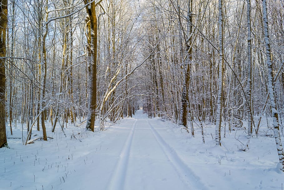 invierno, rastros, nieve, carril, camino, bosque, naturaleza, árboles, heladas, frío