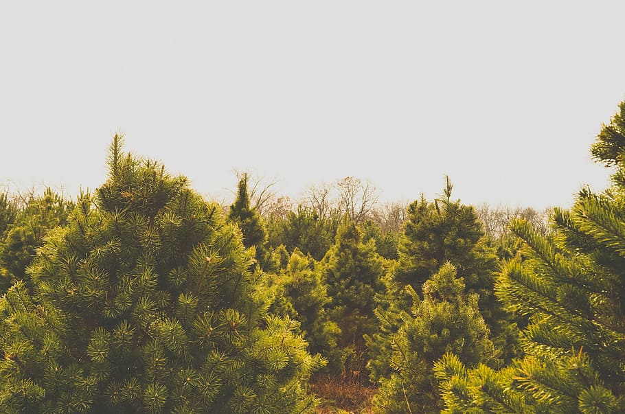 green, trees, daytime, plant, nature, forest, outdoor, sky, tree, growth