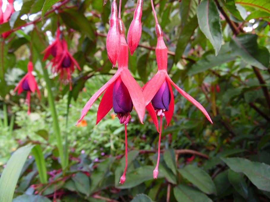 fuschias, flower, pink, bloom, blossom, botany, plant, colorful, blooming, botanical