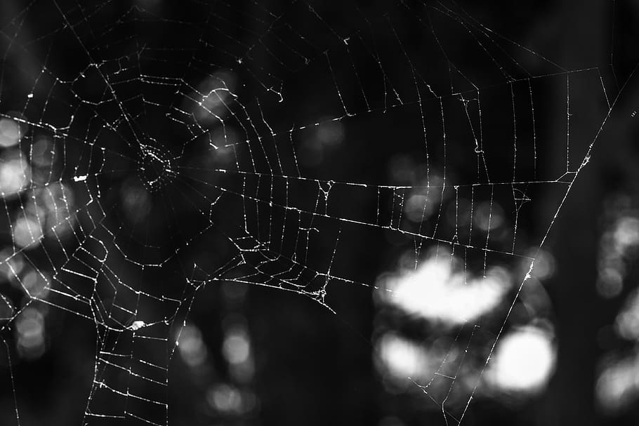 jaring laba-laba, jaring, jaring serangga, mistik, hitam dan putih, alam, kerapuhan, kerentanan, fokus pada latar depan, merapatkan