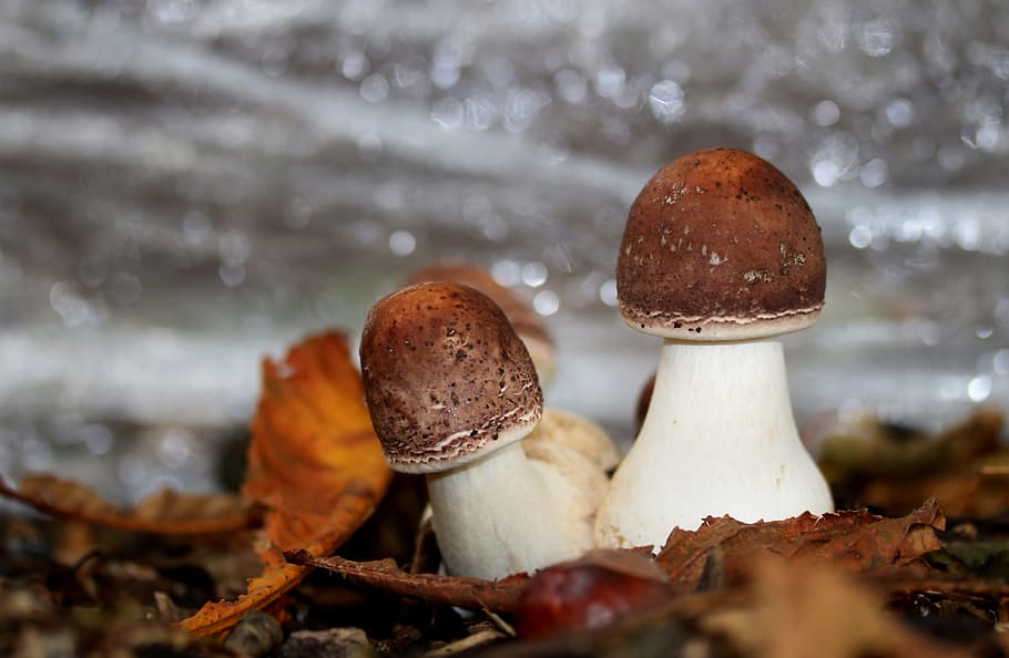 cep, mushroom, autumn mushroom, food, fungus, land, nature, close-up, food and drink, selective focus