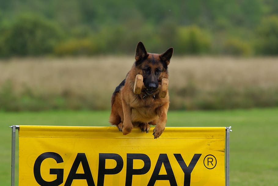 German Shepherd, Dog, Competition, dog, obedience, jump, animal, pets, german Shepherd, canine, purebred Dog