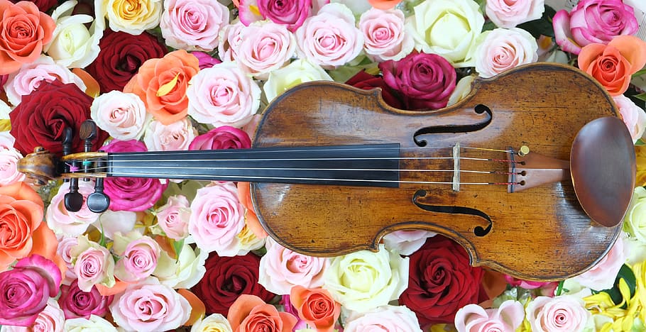 brown, black, wooden, violin, flowers, printed, textile, rose, music, musical instrument