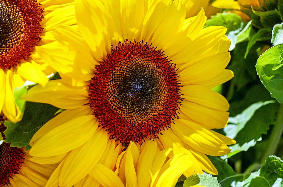foto close-up, bunga matahari, bunga, mekar, kuning, tanaman, musim panas, alam, pertanian, daun bunga