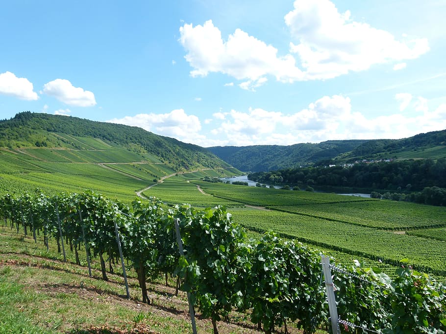 vineyard, wine, winemaker, cell, barl, landscape, the moselle valley, briedel, sky, scenics - nature