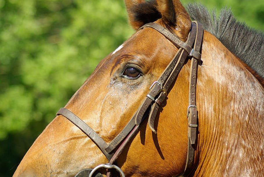 close, brown, horse head, horse, flange, horseback riding, dressage, animal, stallion, outdoors