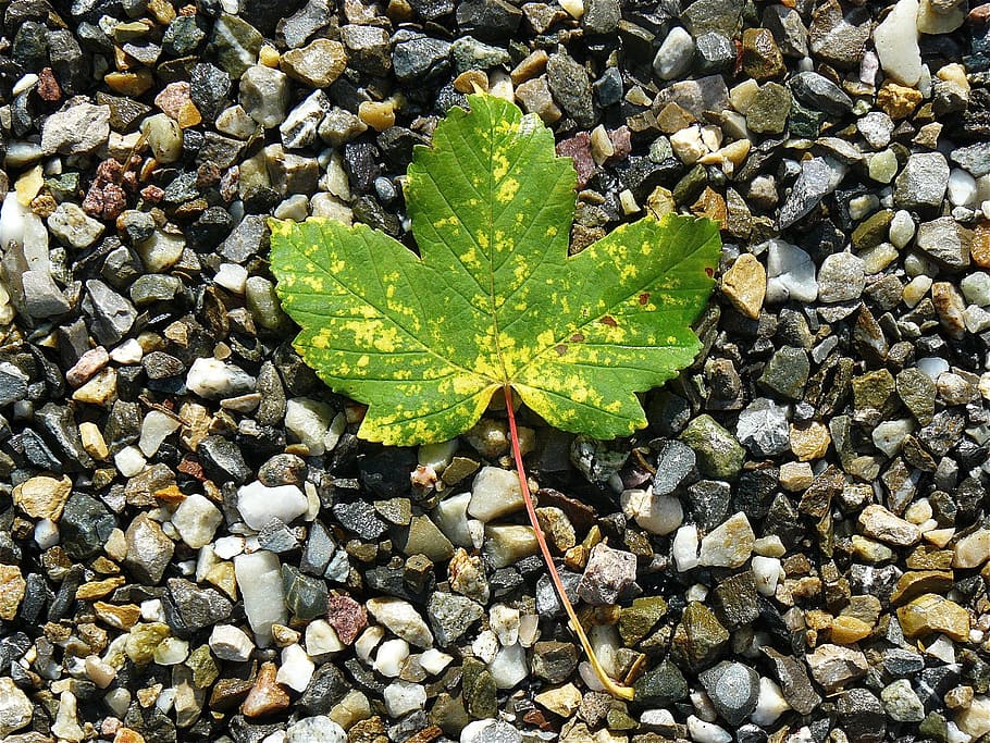 green maple leave, maple leaf, maple, nature, stones, leaves, autumn leaf, autumn, fall color, fall foliage