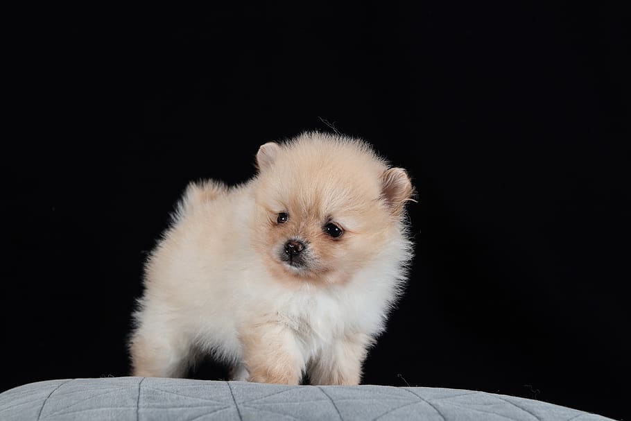 baby pomeranian dog