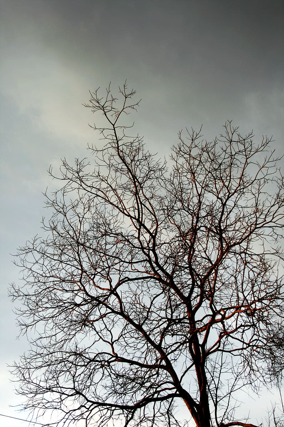 ramas desnudas, árbol, ramas, ramitas, desnudo, gris, invierno, cielo, sombrío, nublado