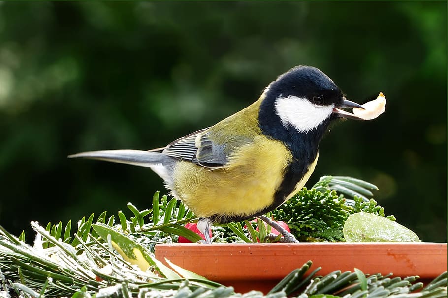 animal, bird, songbird, tit, parus major, foraging, hungry, lining plate, eat, attention