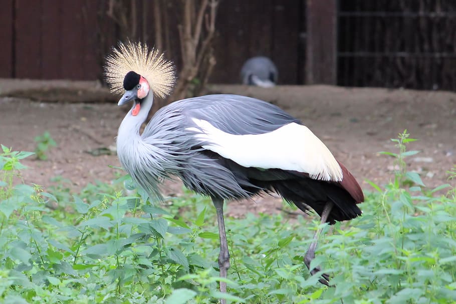 Grey Crowned Crane, Plumage, Bird, crane, headdress, zoo, berlin, animal, nature, wildlife