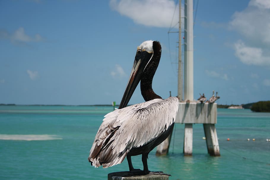 florida, key west, pelican, nature, water, sea birds, animal, wings, bird, vertebrate