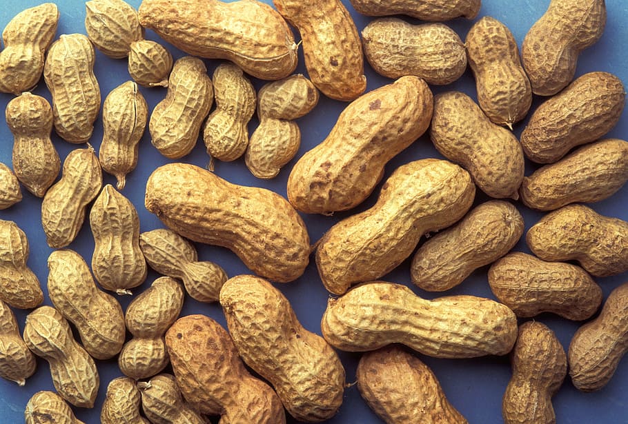 peanuts, agriculture, food, raw, shells, natural, harvest, farming, snack, protein