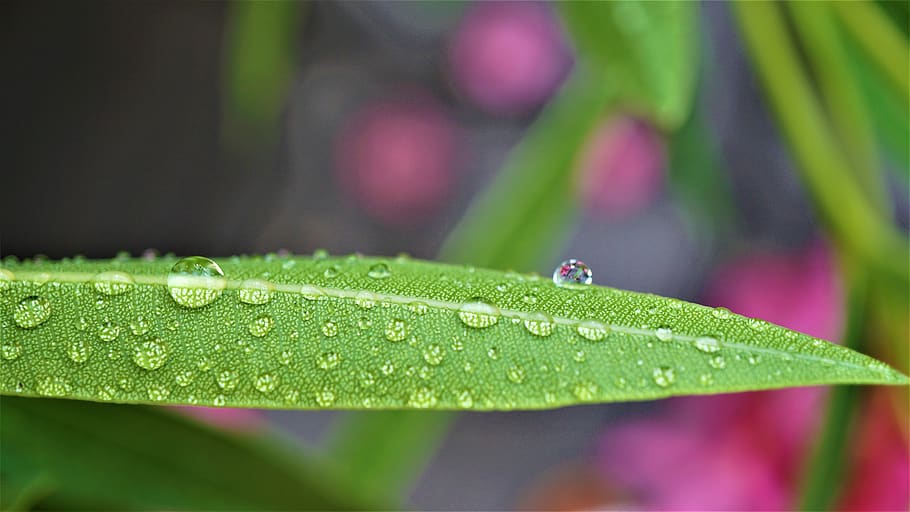 background, pattern, drop of water, wet, moist, summer rain, green, pink, oleander, leaf