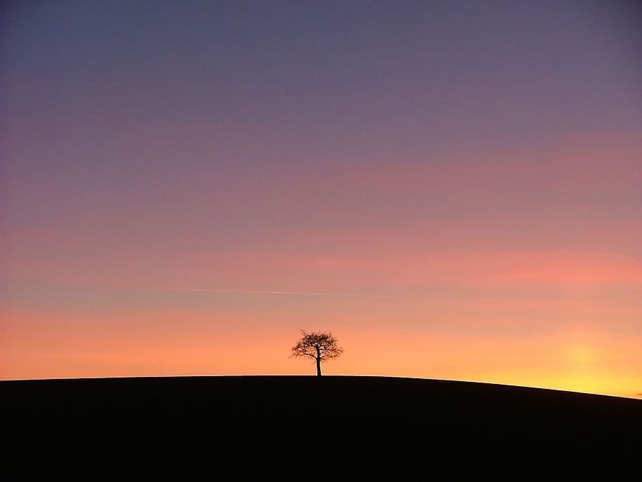 silueta, árbol, dorado, foto de hora, puesta de sol, solo, solitario, rojo, pedregoso, West Midlands
