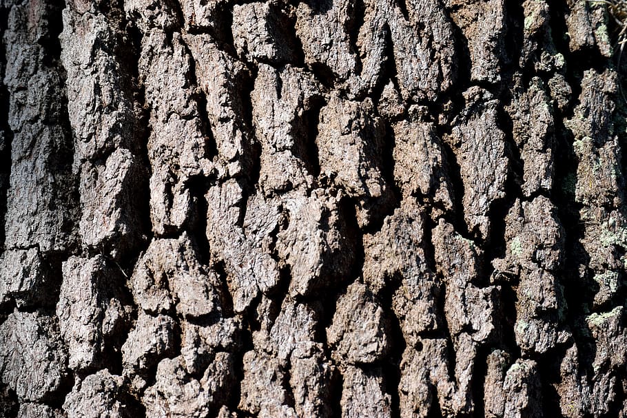 corteza de árbol, árbol, fondo, telón de fondo, patrón, textura, corteza, naturaleza, madera, antiguo