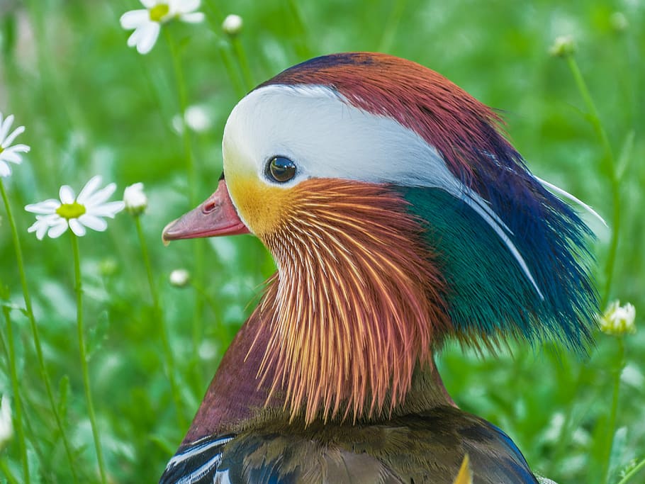 closeup, male, mandarin duck, mandarin ducks, duck, animal, pinnate, bird, animal themes, vertebrate