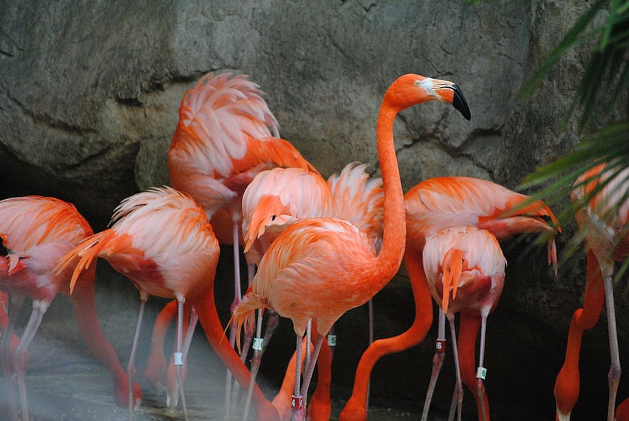 shallow, focus photography, red, flamingos, flamingo, pink, bird, animal, nature, wildlife