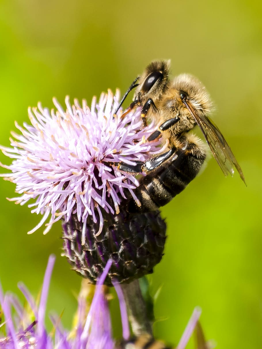 Honey Bee, Bee, Bee, Insect, Nature, Animal, bee, blossom, bloom, flower, one animal