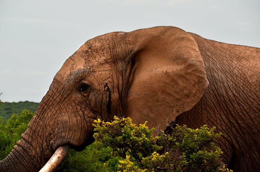 Fotografia De Primer Plano Marron Elefante Africa Safari