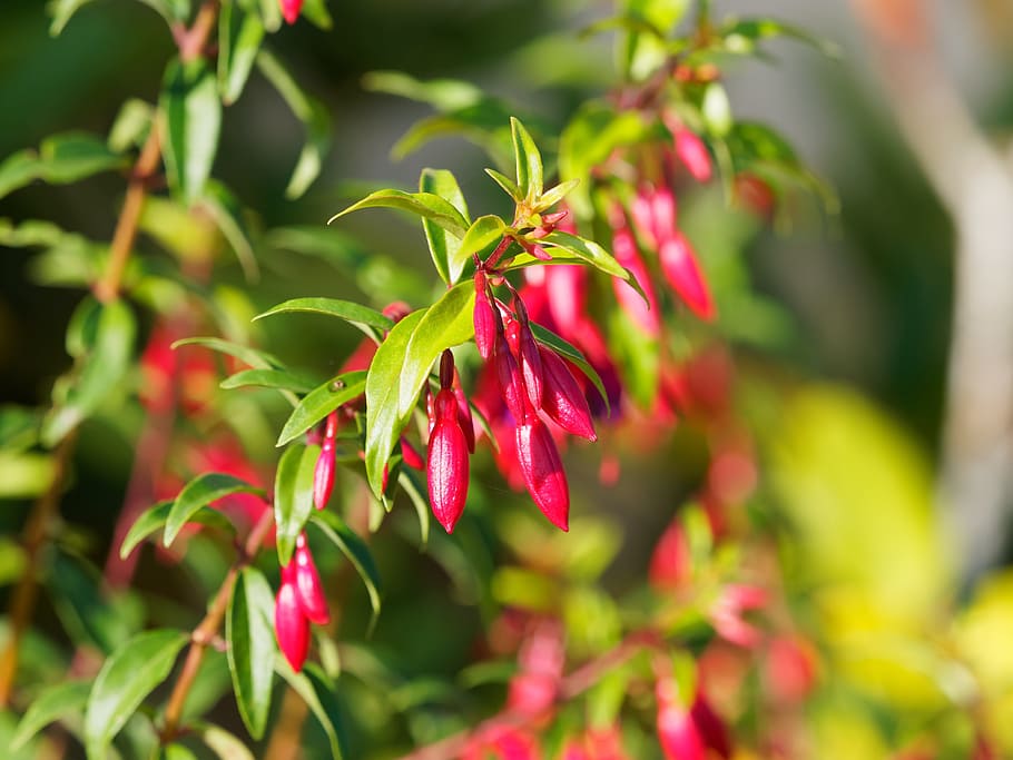 flowers, fuchsia, nature, plants, pink fuchsia, massif, plant, color pink, summer flowers, flowering